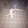 Leucistic Tokay