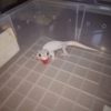Leucistic Tokay