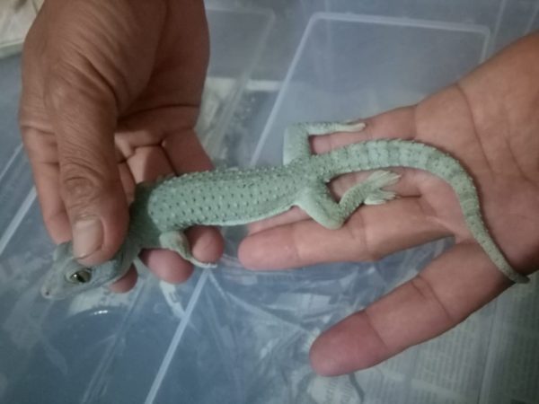 Powder Blue Tokay Gecko