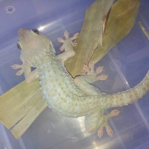 Psychedelic Tokay Gecko