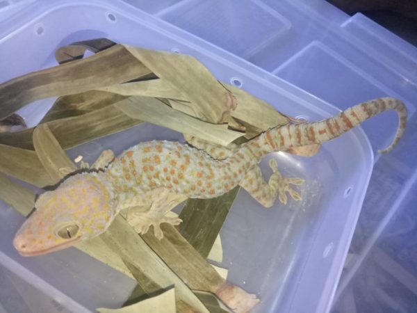 Yellow Spot Tokay Gecko